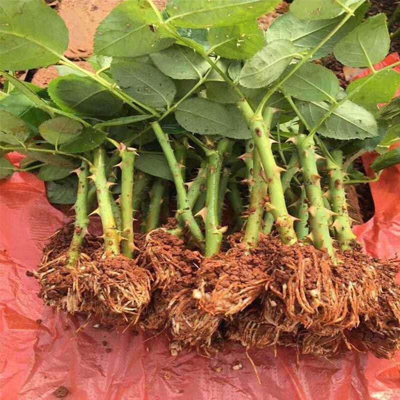 5万棵玫瑰花苗四季开花大花云南直发阳台庭院盆栽花卉月季扦
