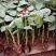 5万棵玫瑰花苗四季开花大花云南直发阳台庭院盆栽花卉月季扦