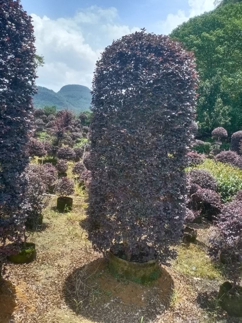 红花继木