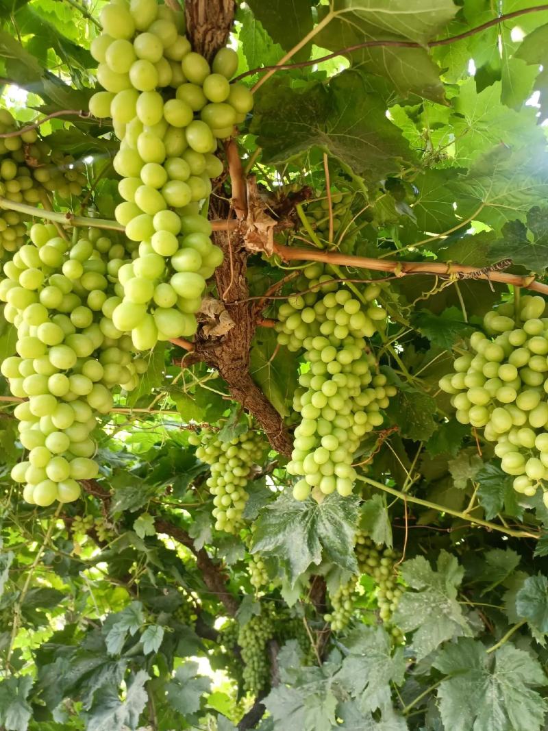 敦煌特产无核白无籽提青提葡萄具有甜度高口感好色泽黄亮