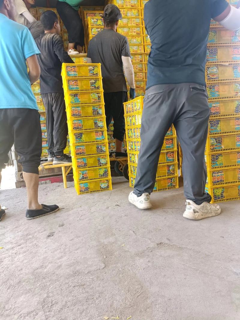 敦煌特产无核白无籽提青提葡萄具有甜度高口感好色泽黄亮