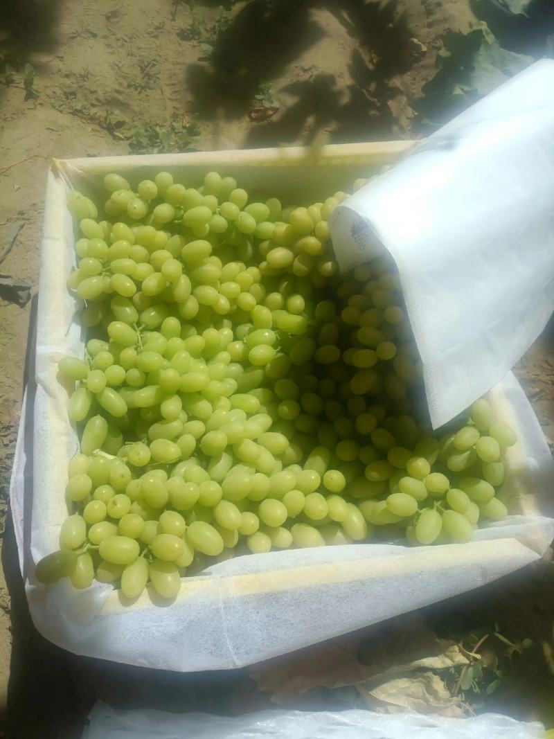 敦煌特产无核白无籽提青提葡萄具有甜度高口感好色泽黄亮
