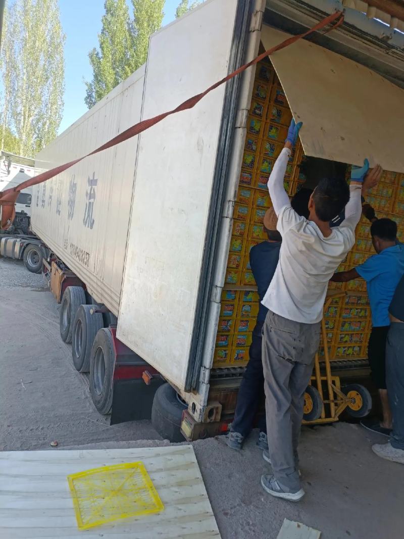 敦煌特产无核白无籽提青提葡萄具有甜度高口感好色泽黄亮