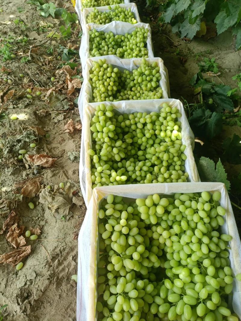 敦煌特产无核白无籽提青提葡萄具有甜度高口感好色泽黄亮