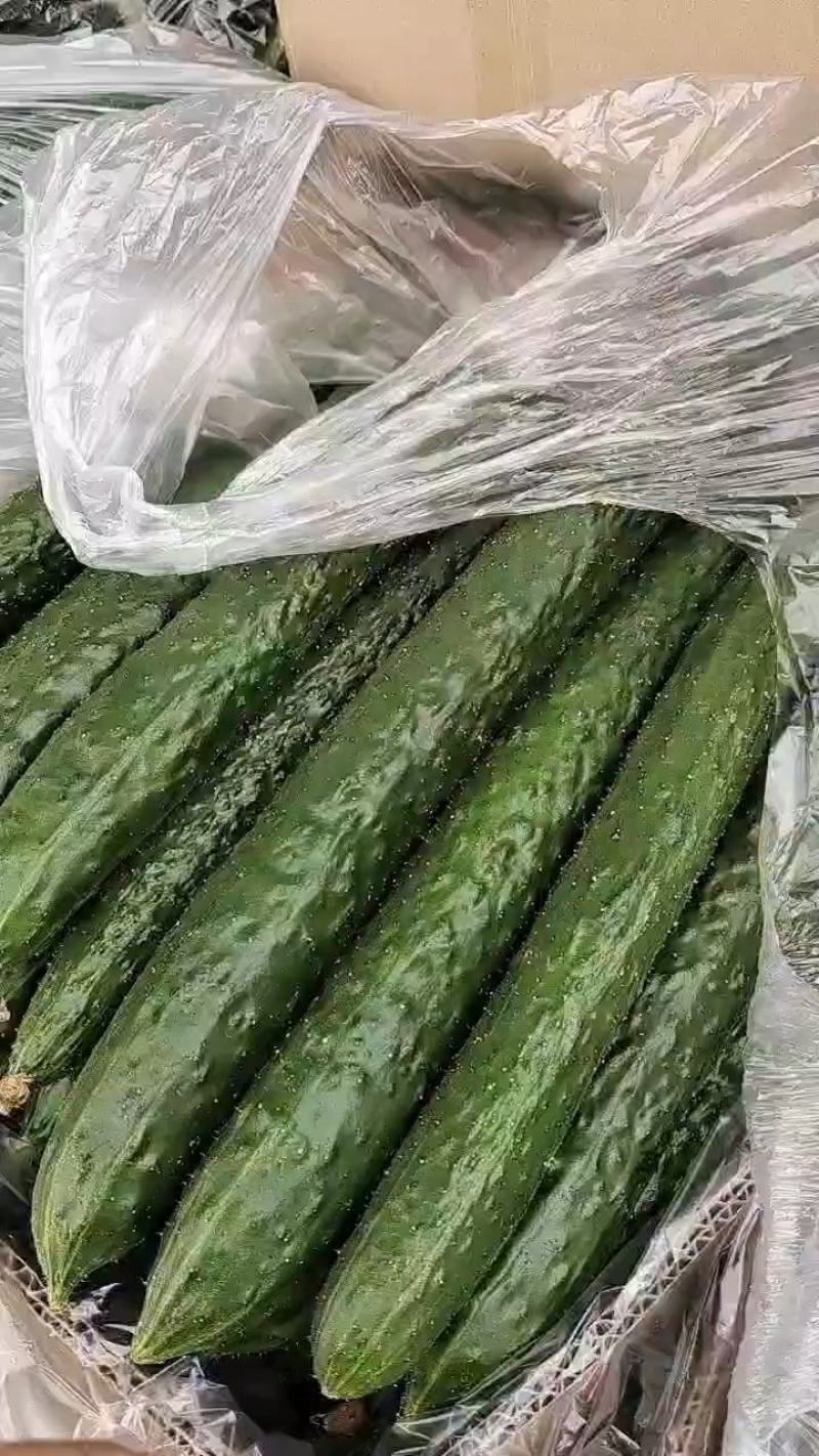 干花密刺油绿黄瓜