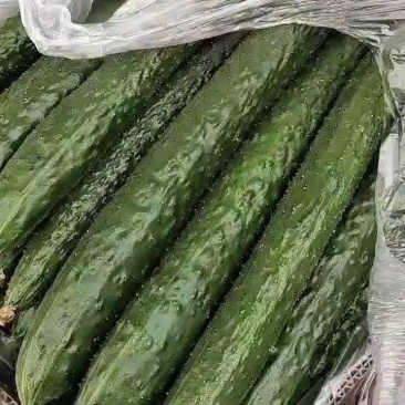干花密刺油绿黄瓜