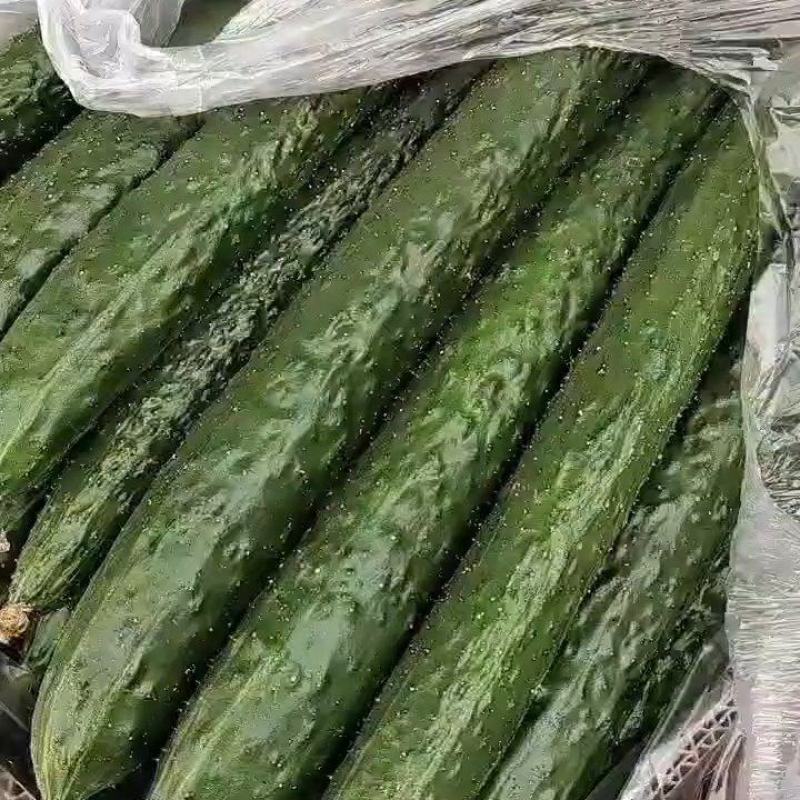 干花密刺油绿黄瓜