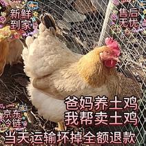 广东现货现发同城土鸡线鸡正宗果园鸡散养月清远阉鸡肉新鲜宰