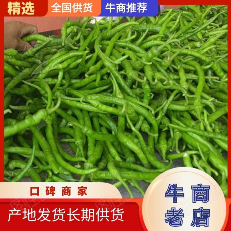 河南商丘精品线椒产地发货量大从优欢迎全国老板前来考察