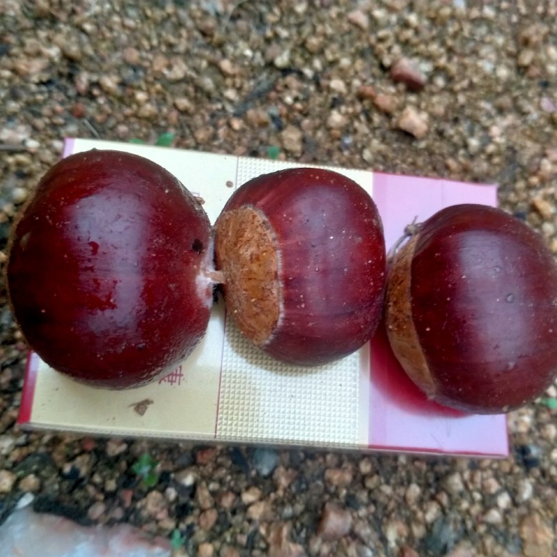 板栗面甜型口感好质量高
