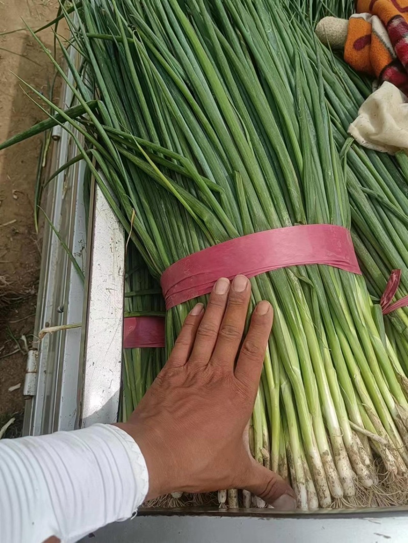 铁杆大葱苗常年出售一代二代苗根系发达保证质量