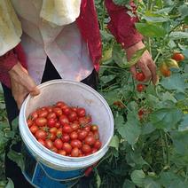 釜山88，红黄花生圣女果，新鲜采摘产地直供，无农残