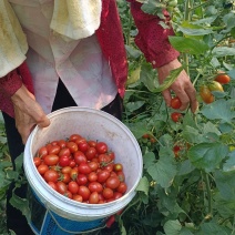 釜山88，红黄花生圣女果，新鲜采摘无农残基地直供