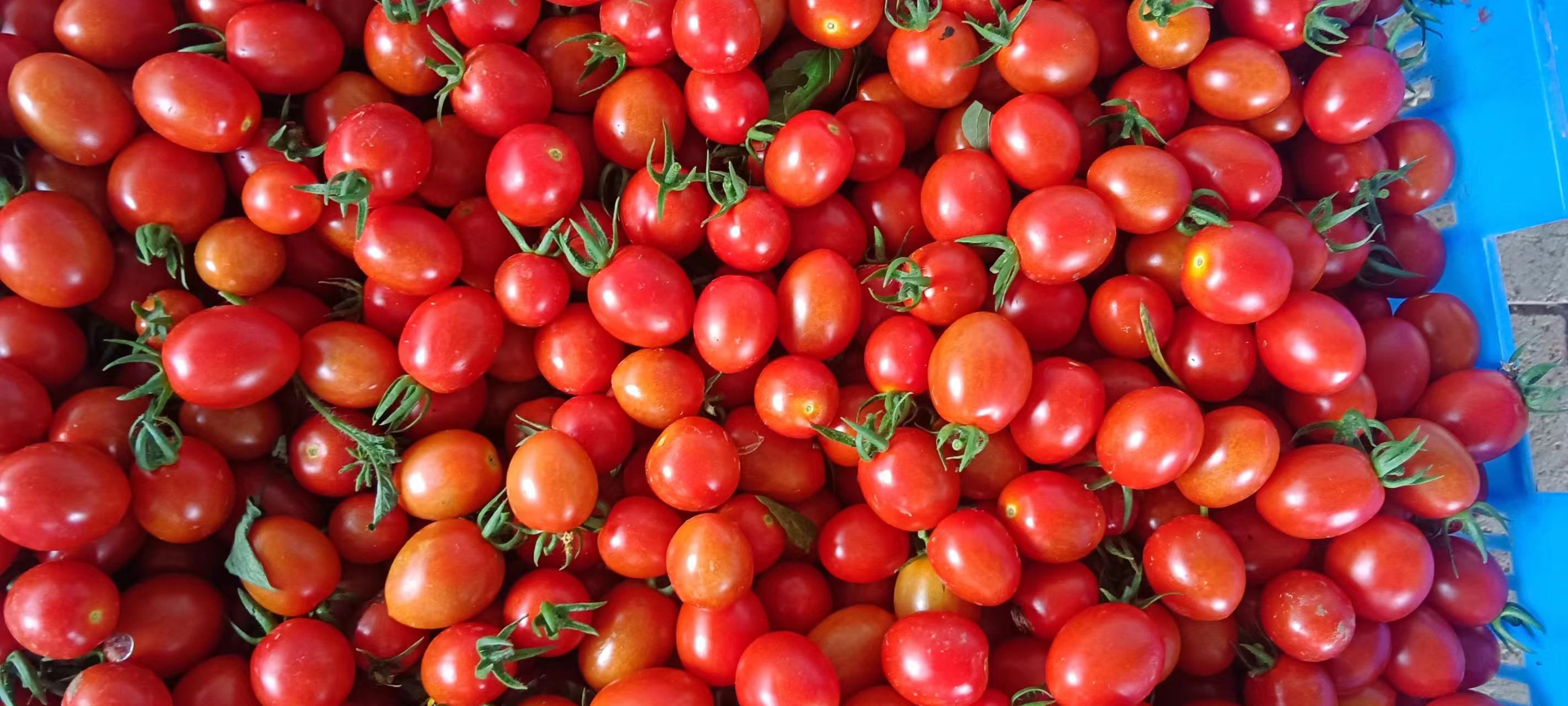 圣女果酸奶沙拉成品图