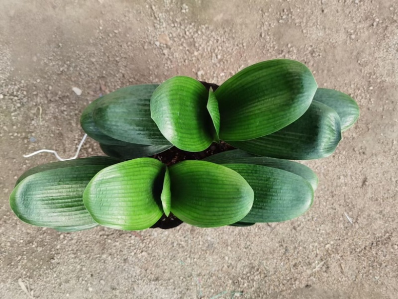 君子兰四季常青办公客厅卧室餐厅书房卧室客厅茶几花卉绿植