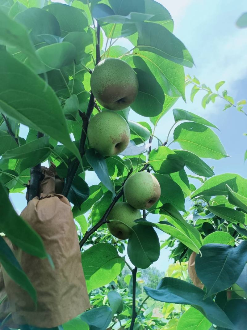 青花梨