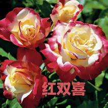 红双喜月季家庭花卉大花浓香型四季绯扇玫瑰盆栽庭院阳台玫瑰