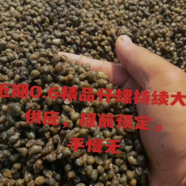 大量现货仔螺漂螺通货