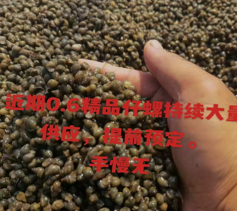 大量现货仔螺漂螺通货