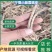 小茴香根皮产地直供价格优惠保质保量一手货源