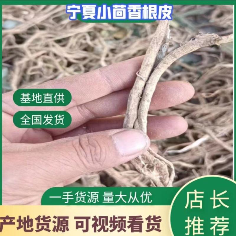 小茴香根皮产地直供价格优惠保质保量一手货源