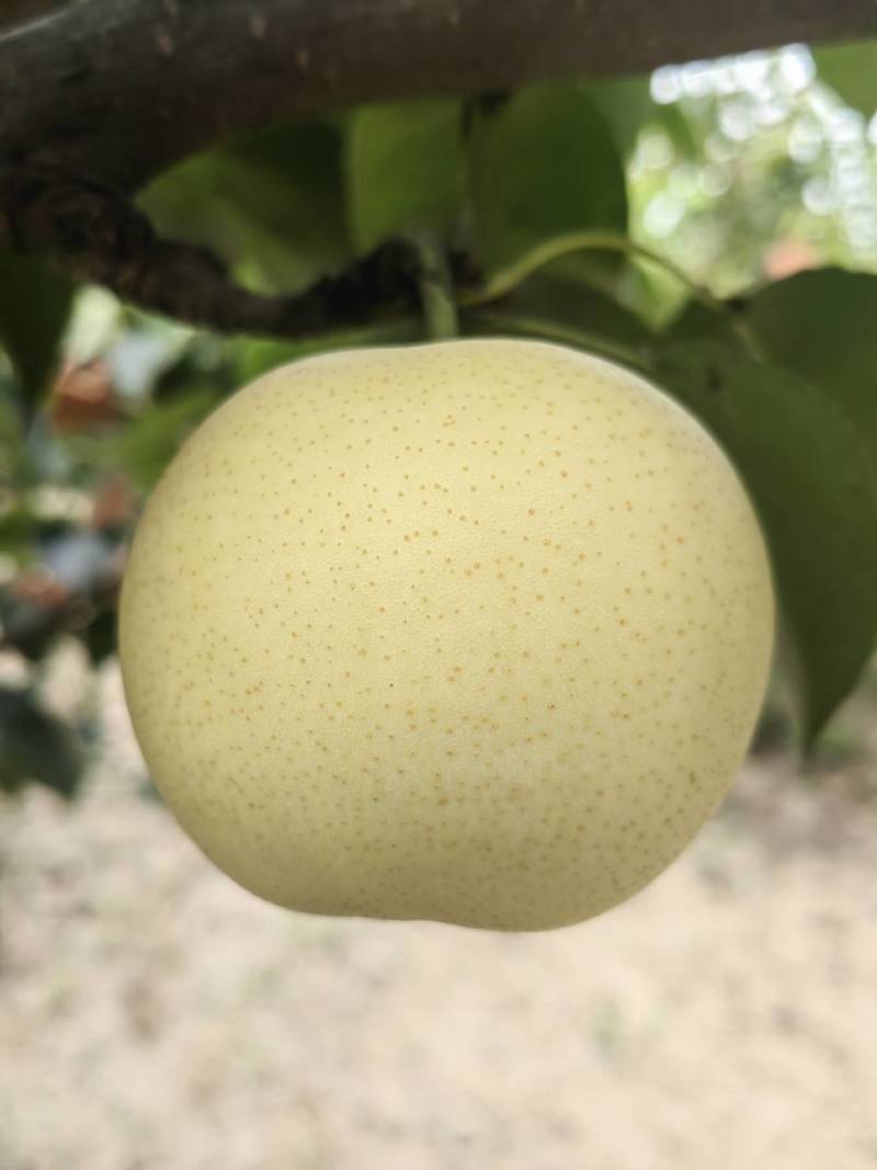 【精品】山东皇冠梨，冠县万亩梨园基地，脆甜多汁欢迎咨询