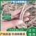 小茴香根皮产地直供价格优惠保质保量一手货源