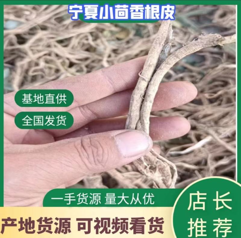 小茴香根皮产地直供价格优惠保质保量一手货源