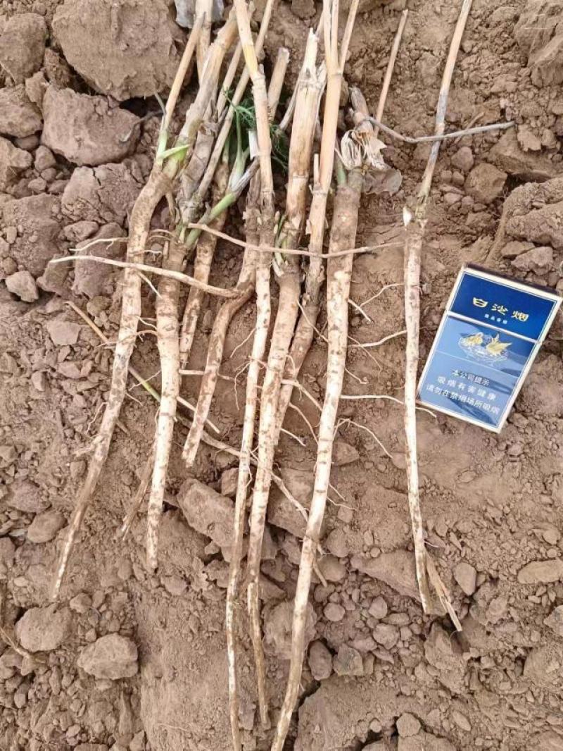 小茴香根皮产地直供价格优惠保质保量一手货源