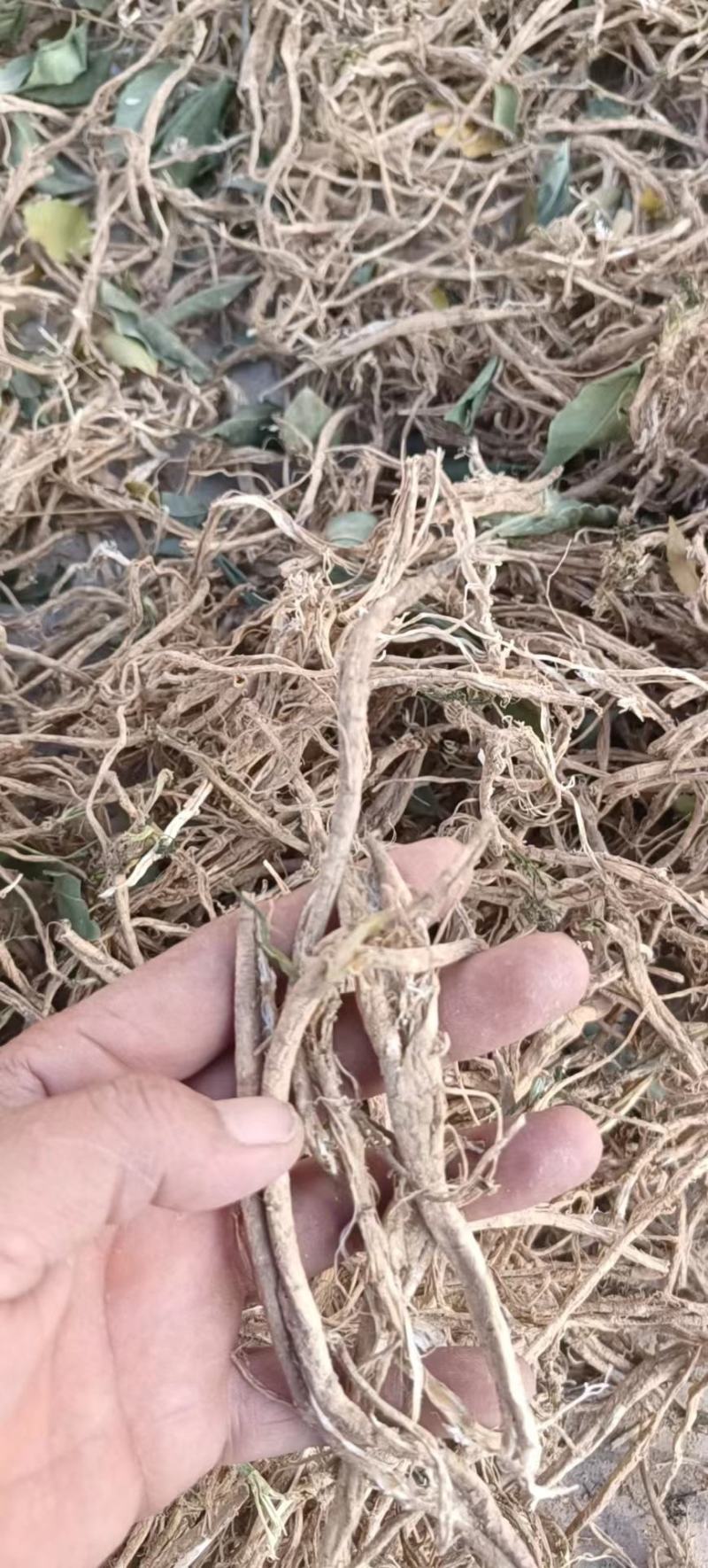 小茴香根皮产地直供价格优惠保质保量一手货源