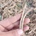 小茴香根皮产地直供价格优惠保质保量一手货源