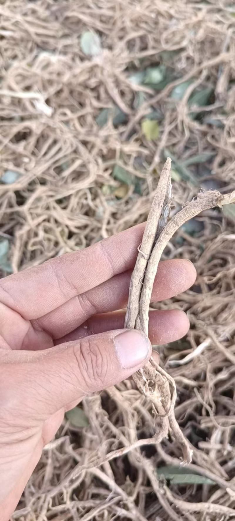 小茴香根皮产地直供价格优惠保质保量一手货源