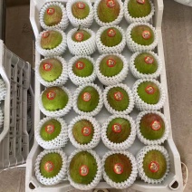 新梨七号大量上市中产区直发，对接电商市场批发社区团购