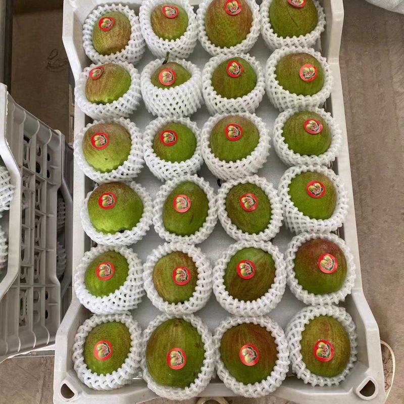 新梨七号大量上市中产区直发，对接电商市场批发社区团购