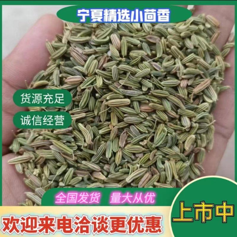 精品小茴香产地直供货源充足保质保量欢迎致电