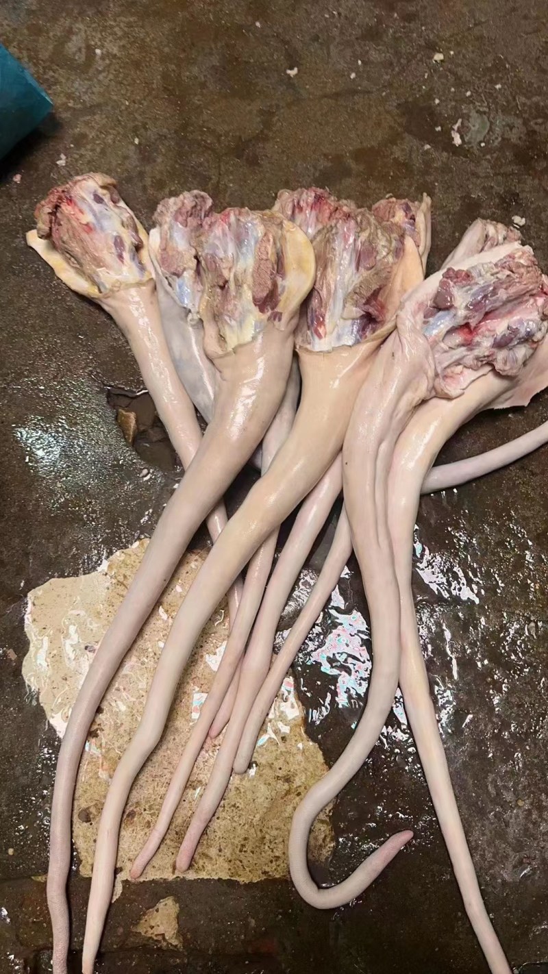 牛尾巴