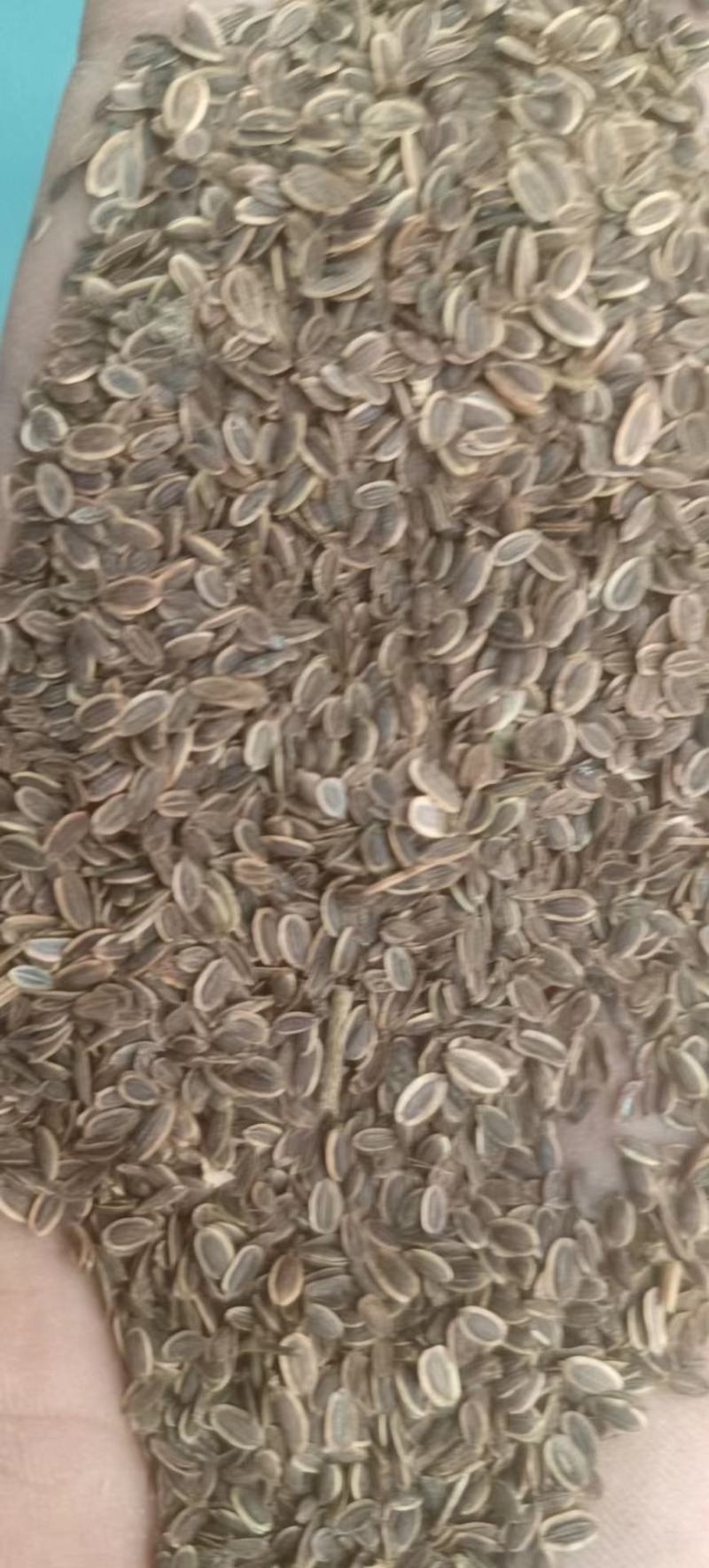 精品千里香产地直供保质保量全国发货一手货源欢迎致电