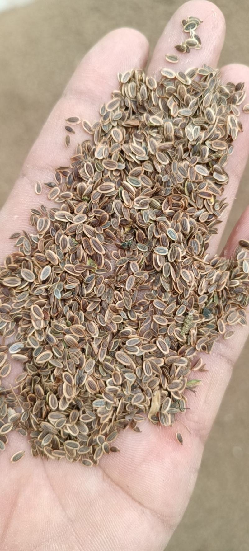 精品千里香产地直供保质保量全国发货一手货源欢迎致电