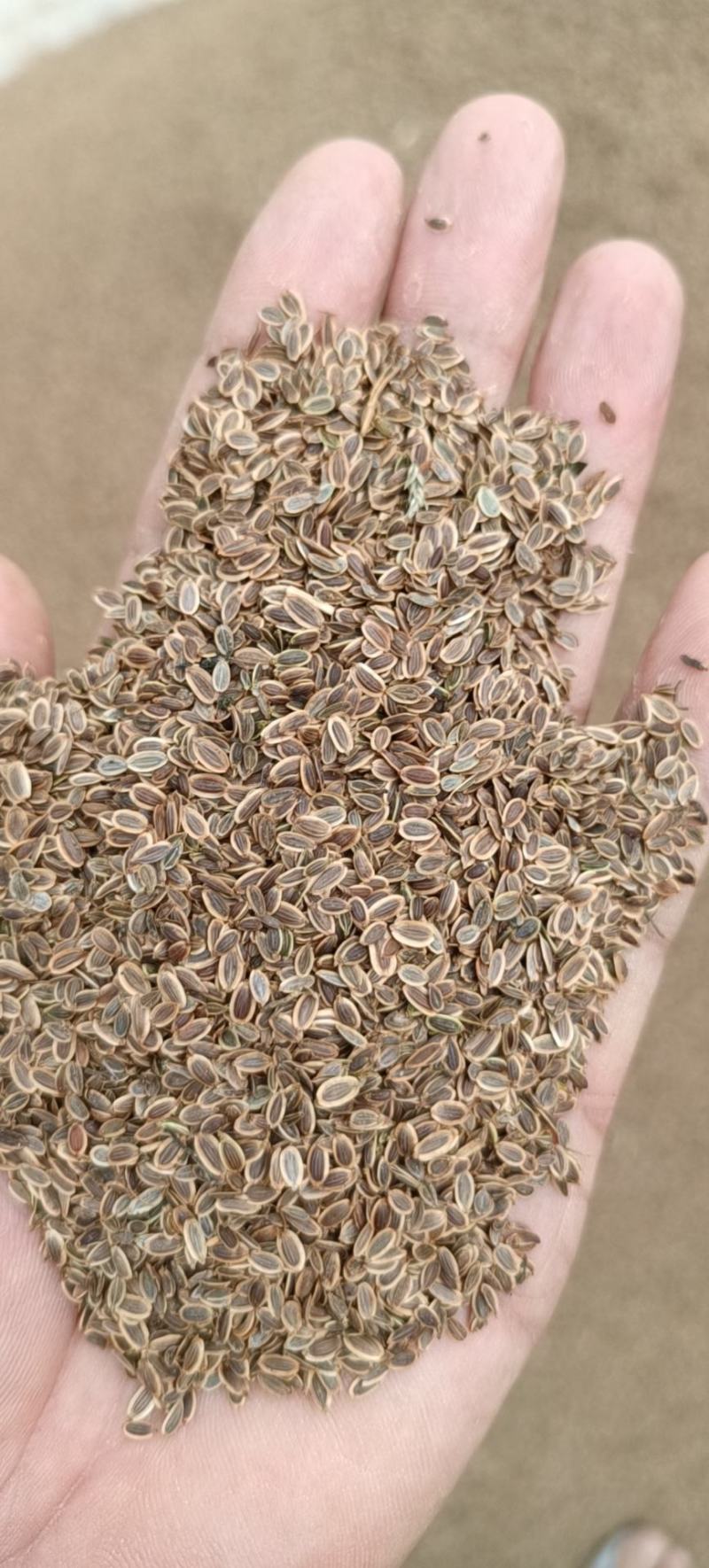 精品千里香产地直供保质保量全国发货一手货源欢迎致电