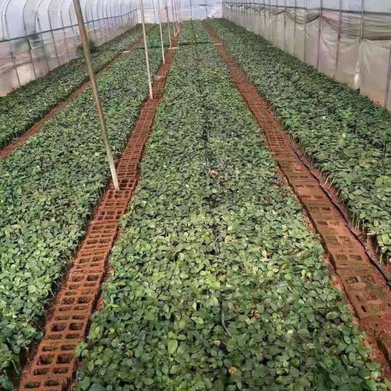 卡布奇洛四季开花灌木切花月季肯尼亚玫瑰果汁阳台浓香型