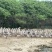 狮头鹅全鹅狮头鹅壳