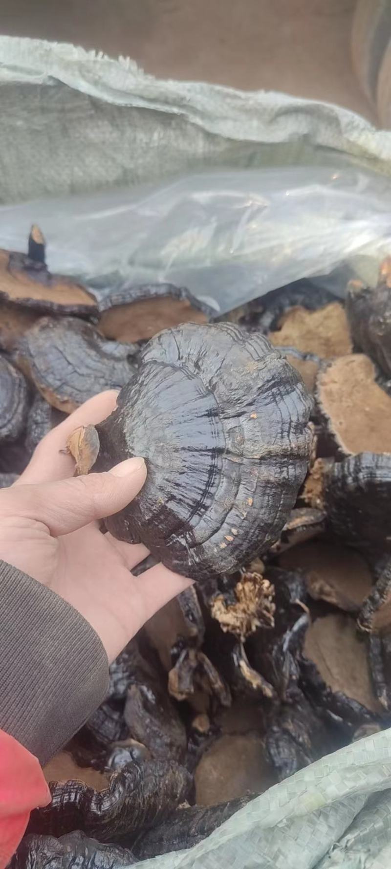 黑灵芝山东灵芝产地发货种植户自产自销货好价低黑灵芝