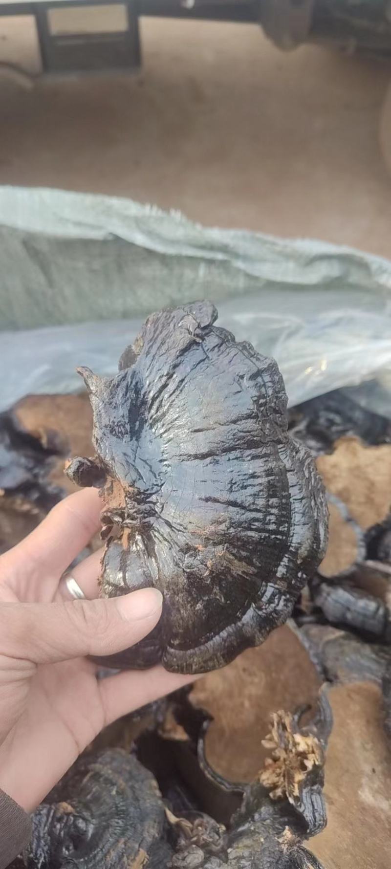 黑灵芝山东灵芝产地发货种植户自产自销货好价低黑灵芝