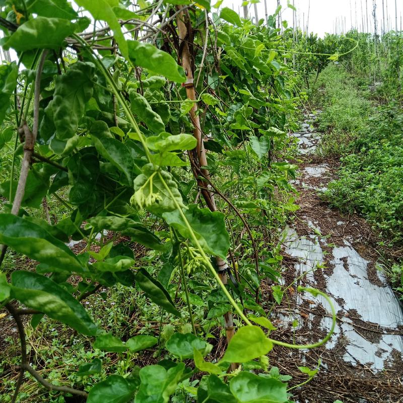 夜香花(食用)