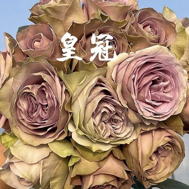 皇冠月季切花灌木大花抗病勤花苗商改名紫禁城罗马新娘塔菲野