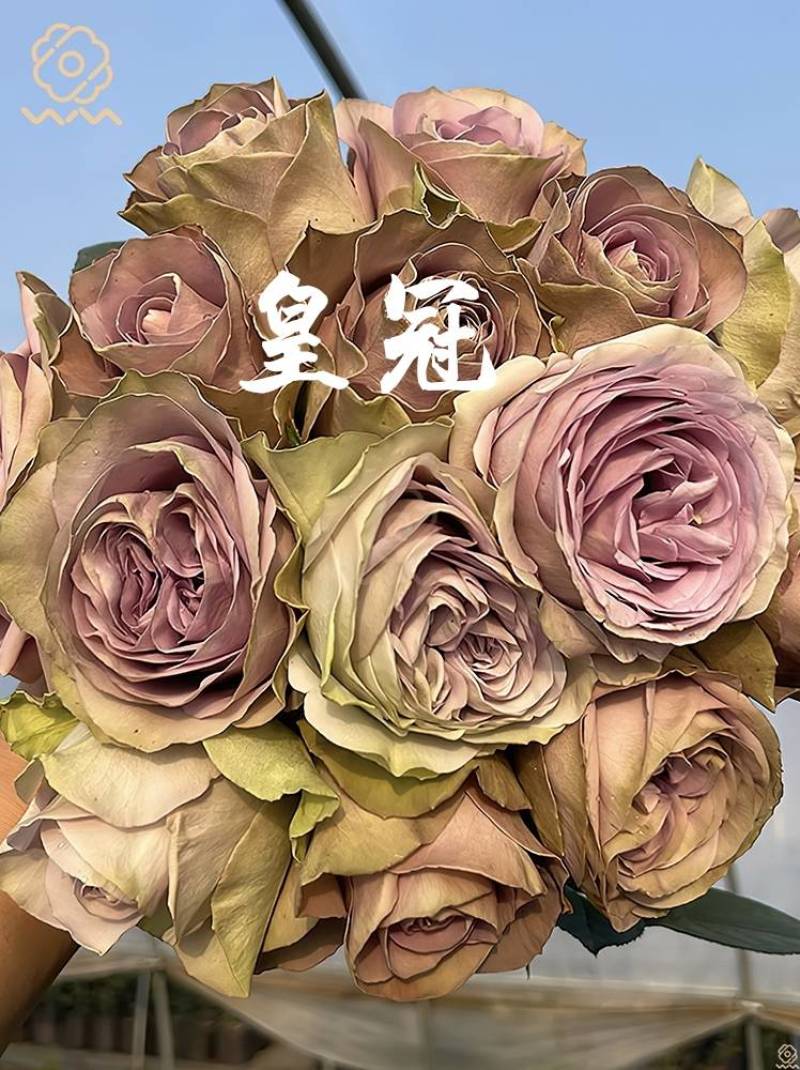 皇冠月季切花灌木大花抗病勤花苗商改名紫禁城罗马新娘塔菲野