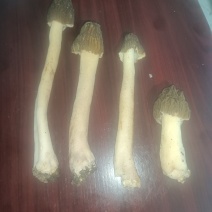 野生羊肚菌