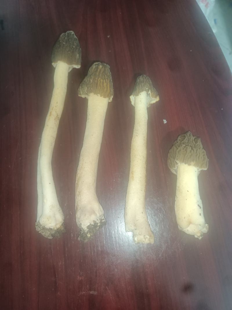 野生羊肚菌