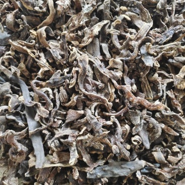 骨碎补