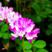 紫云英种子红花草种子养蜂蜜源高产绿肥牧草种子食用野菜种籽